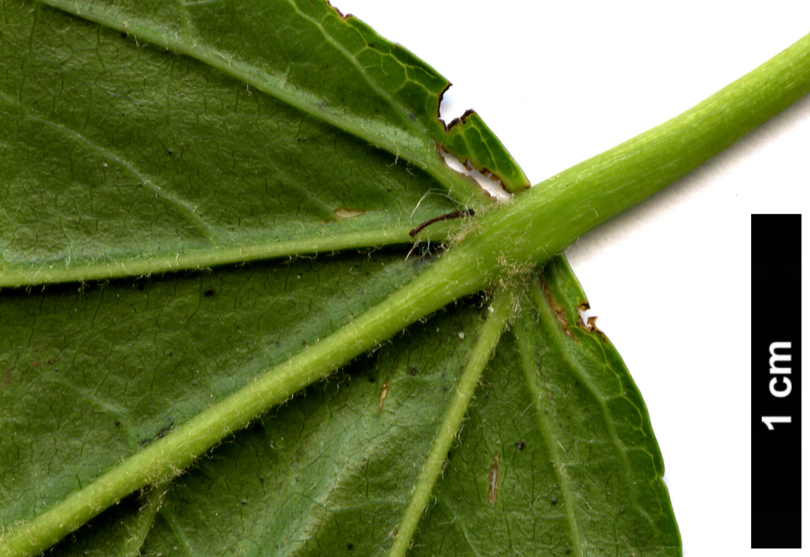 High resolution image: Family: Sapindaceae - Genus: Acer - Taxon: tataricum - SpeciesSub: subsp. ginnala